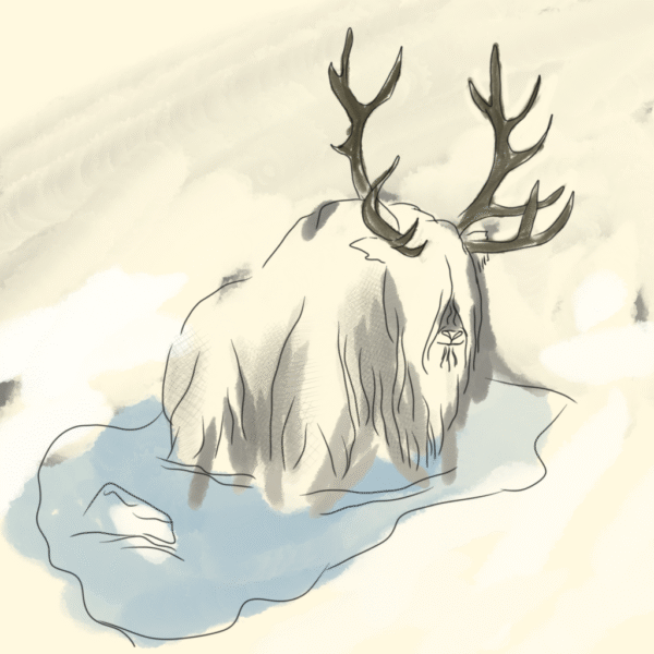 The Cold & Curious Nor’ib